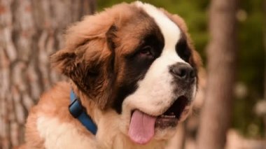 Bir Saint Bernard başını eğerek portresi kapatın. Komik ve sevimli biraz.