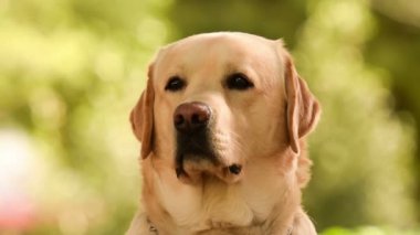 Labrador köpek portre kadar kapatın.