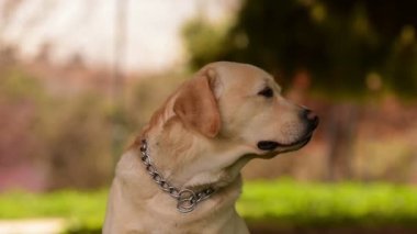 Labrador köpek portre bir Park'ta güzel bir arka plan.