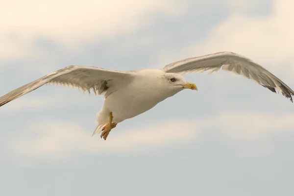 Close up portrait of a seagull up in the sky. — Stock Photo, Image