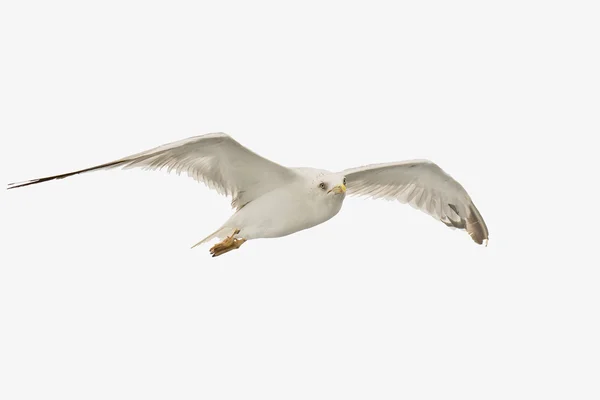 Seagull portrait on white background. — Stock Photo, Image