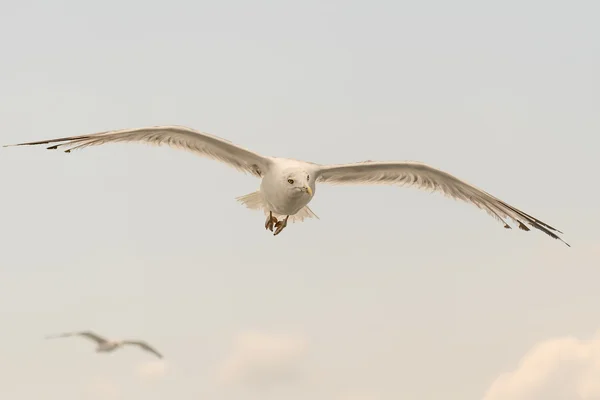 Seagull up in the air flying having a wild look. — Stock Photo, Image