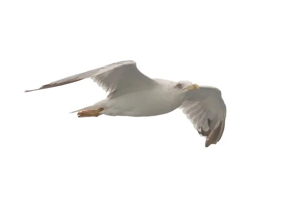 Portrait of a seagull on white. — Stock Photo, Image