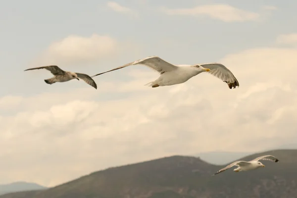 Three seagulls in motion. — Stock Photo, Image