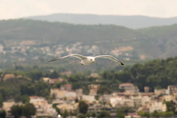 Möwe fliegt in der Luft gegen das Dorf Oropos in Griechenland. — Stockfoto