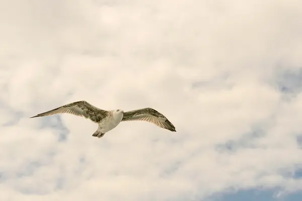 Seagull against the clouds. — Stock Photo, Image