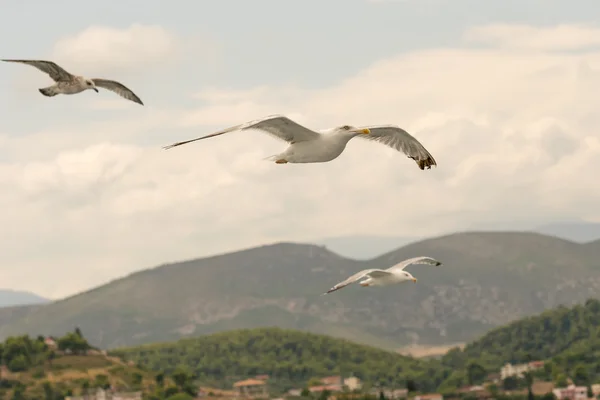 Three seagulls flying against a beautiful background. — Stock Photo, Image