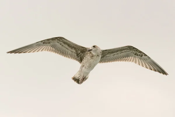 Schönes Porträt einer Möwe. — Stockfoto