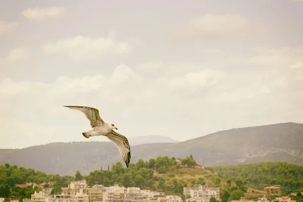 Seagull flying up in the air free. — Stock Photo, Image