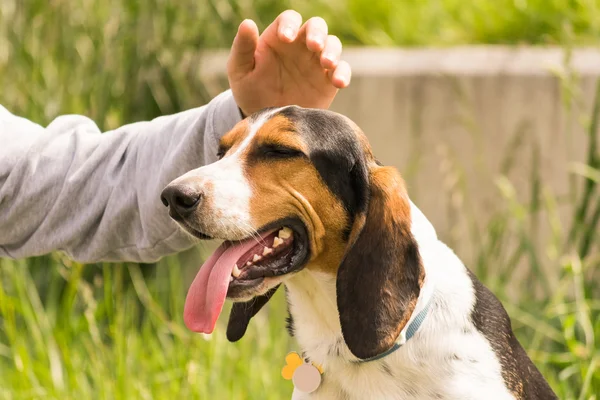 Petting and rewarding a dog. — Stock Photo, Image