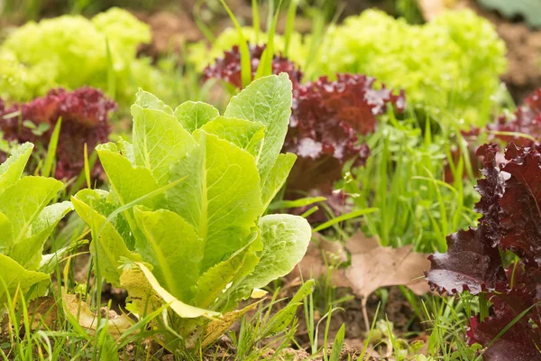 Salatgarten aus nächster Nähe. gesunde biologische Ernährung im Boden angebaut. — Stockfoto