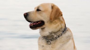 Labrador köpek portre bulanık denize karşı.