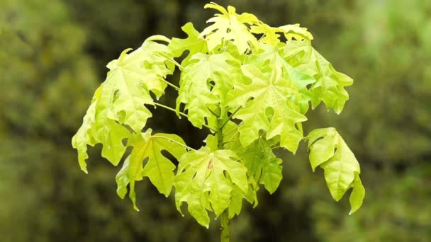 Brachychiton acerifolius дерево закрити проти дощ. — стокове відео