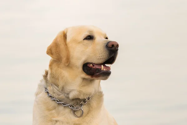 Labrador köpek portre bulanık denize karşı. — Stok fotoğraf