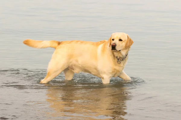 Perro labrador divertirse en el mar . — Foto de Stock