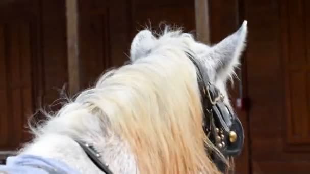 Cabalgando en cámara lenta. Vista desde detrás del caballo . — Vídeos de Stock