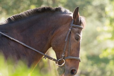 At Binme. At kafasına odaklanmak.