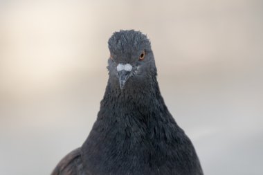 Güvercin portre kadar kapatın.