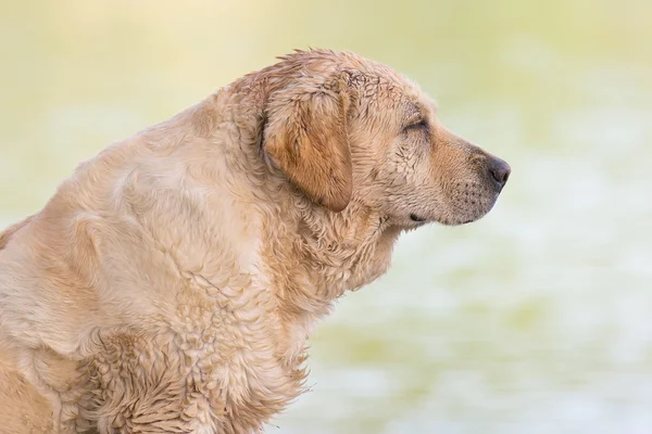 Portret van de dakloze natte hond bij Lake Beletsi in Griekenland. — Stockfoto