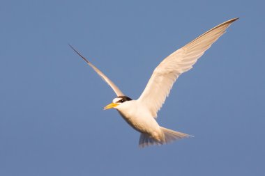 En azından sumru kuş Oropos sulak Yunanistan.