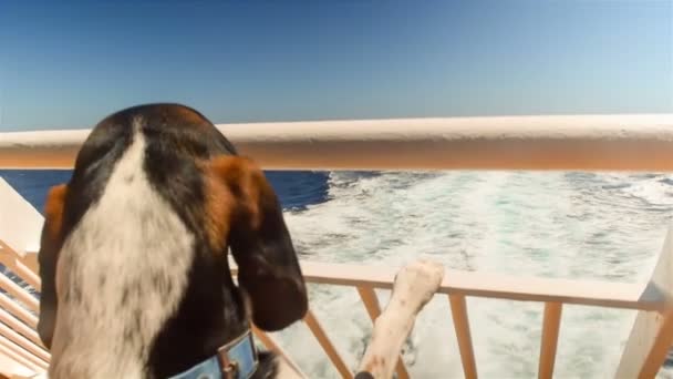 Hond jagen in schip verlaten haven gaande de zomervakanties kijken naar de zee. — Stockvideo