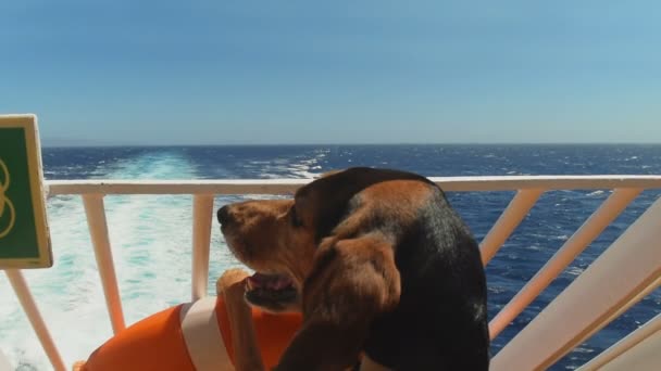 Hond in schip kijken naar de zee gaande de zomervakanties. — Stockvideo