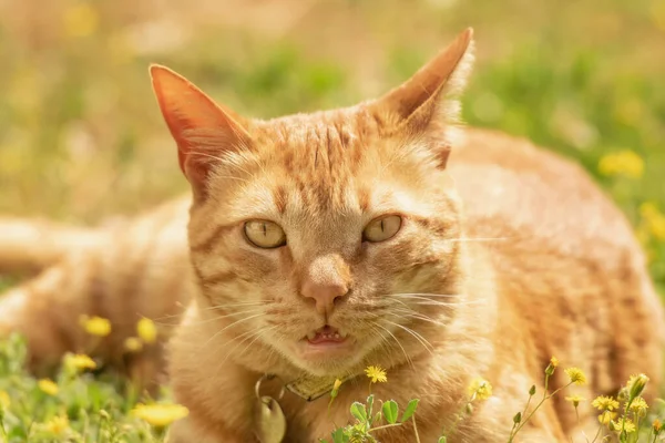 Ginger Cat Portrait Out Nature — Stock Photo, Image