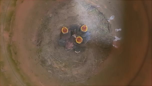 Kleine Schwalbenbabys Warten Nest Darauf Gefüttert Werden — Stockvideo