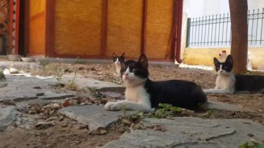Arka bahçede dinlenen üç kedi..