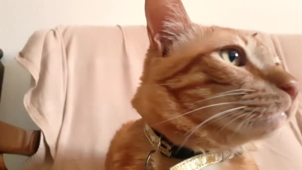 Rolig Katt Närbild Porträtt Ingefära Katt Ser Konstig — Stockvideo