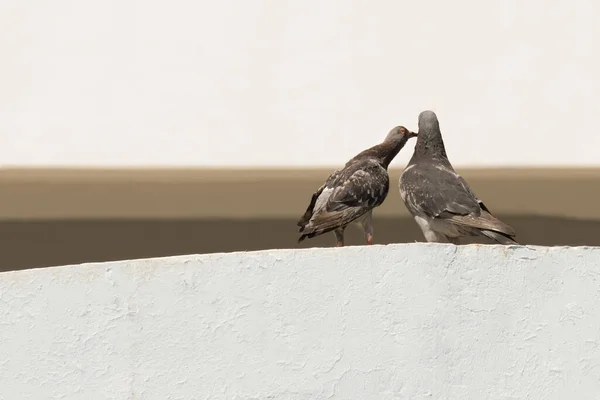 Taubenvogelpaar Auf Dem Dach — Stockfoto