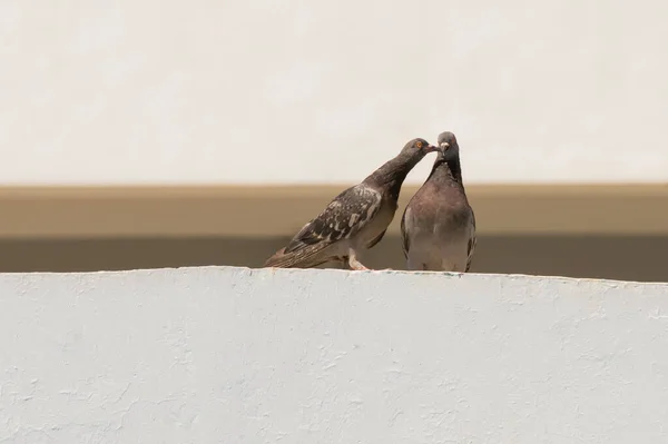 Männliche Und Weibliche Tauben Auf Dem Dach — Stockfoto