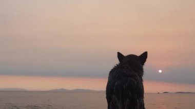 Sahilde dramatik bir gün batımına karşı güçlü bir köpek. Yavaş çekim.