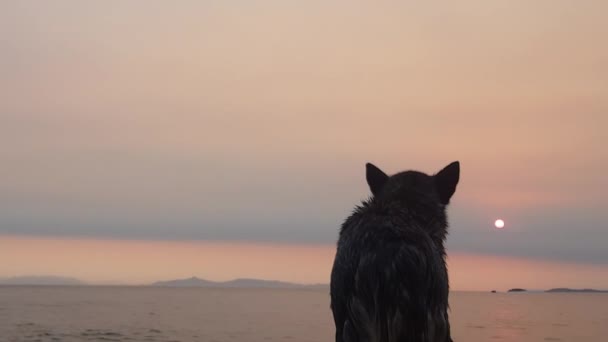 Husky Pes Proti Dramatickému Západu Slunce Pláži Zpomalený Pohyb — Stock video