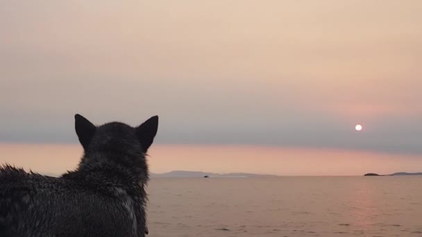 Husky Hund Stranden Tittar Solnedgången Långsamma Rörelser — Stockvideo