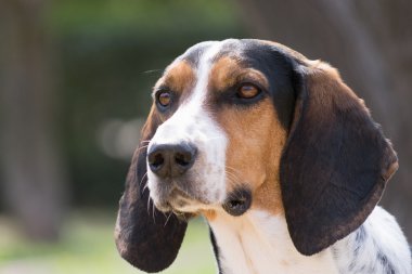 köpek portre avlamak.