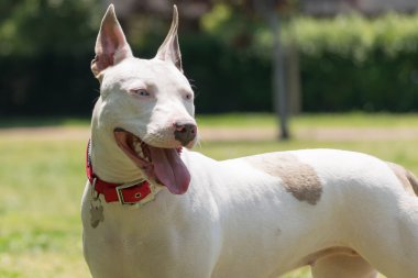 mavi gözlü güzel bir çukur boğa korkunç portresi.