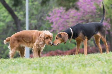 yavru horoz İspanyol ve av köpek Parkta buluşuruz.