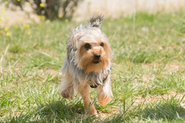 Yorkshire terrier çalıştıran.