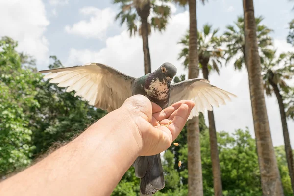 Taube frisst Samen aus der Hand eines Mannes. — Stockfoto