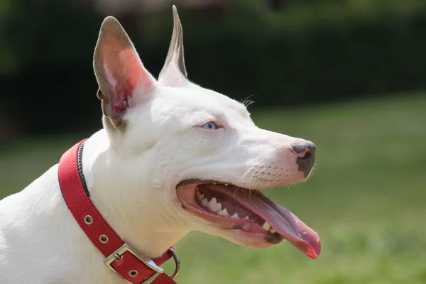 Amerikai pit bullterrier portré. — Stock Fotó