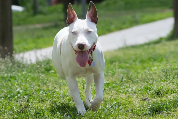 Amerikanischer Pitbull Terrier läuft. — Stockfoto