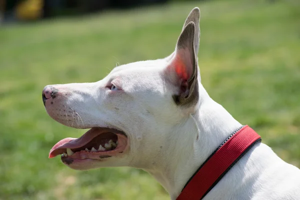 Porträt eines weißen amerikanischen Pitbull Terriers mit blauen Augen. — Stockfoto