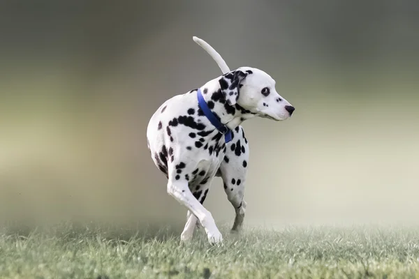 Beautiful portrait of a Dalmatian dog. — Stock Photo, Image