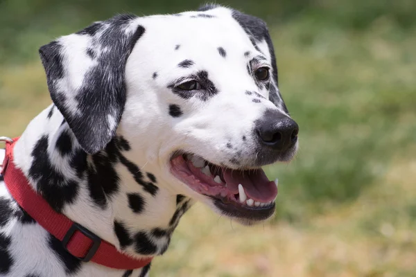 Dalmaçyalı köpeğin portresi. — Stok fotoğraf