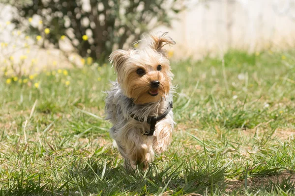 Verspielter yorkshire terrier läuft. — Stockfoto