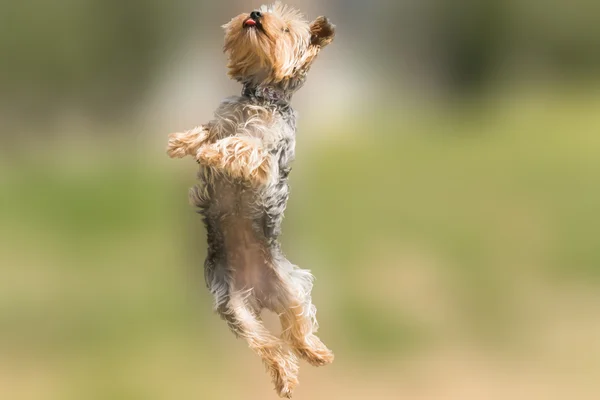 Yorkshire terrier jumping and flying with it's tongue out. — Stock Photo, Image