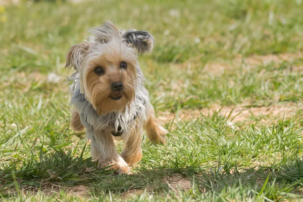 Felice yorkshire terrier in esecuzione . — Foto Stock