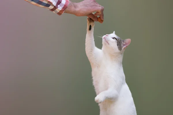 Ładny kot chwytając kiełbasa z ręki człowieka. — Zdjęcie stockowe