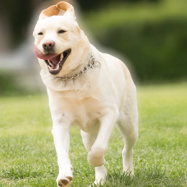 Pedigreed Labrador dog running. — Stock Photo, Image